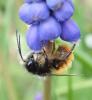Osmia cornuta